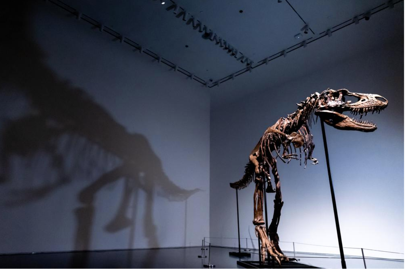 A 76 Million Year Old Dinosaur Skeleton To Be Auctioned In NYC