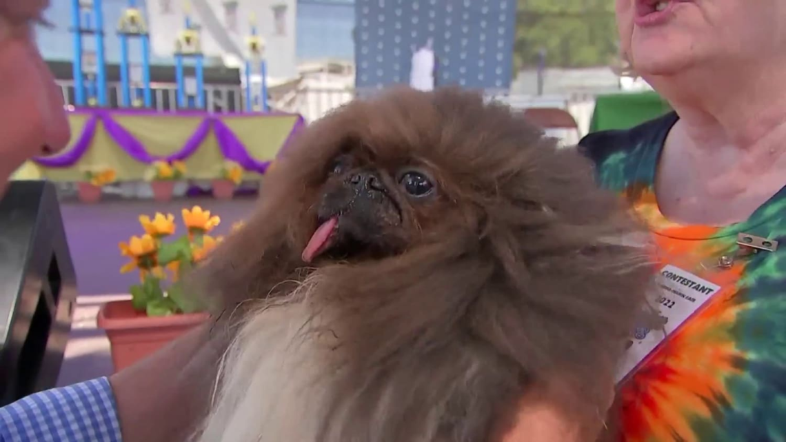 Oregon Pekingese Wild Thang Crowned Winner At 2024 Worlds Ugliest