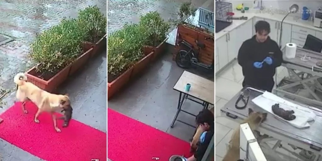 Watch: Mother dog stuns vets in Turkey by carrying her sick pup to the clinic
