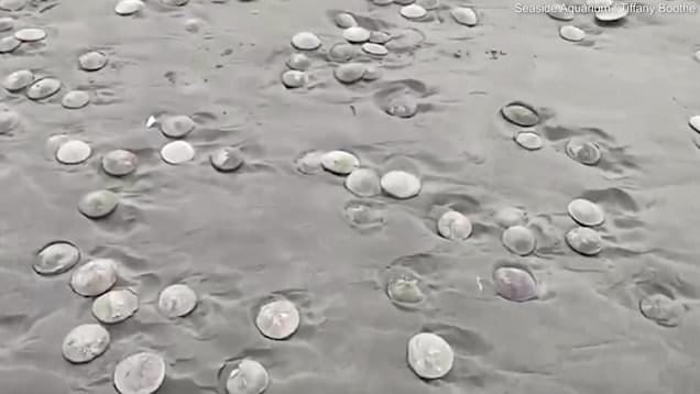 Experts baffled after thousands of sand dollars mysteriously washed up on a beach