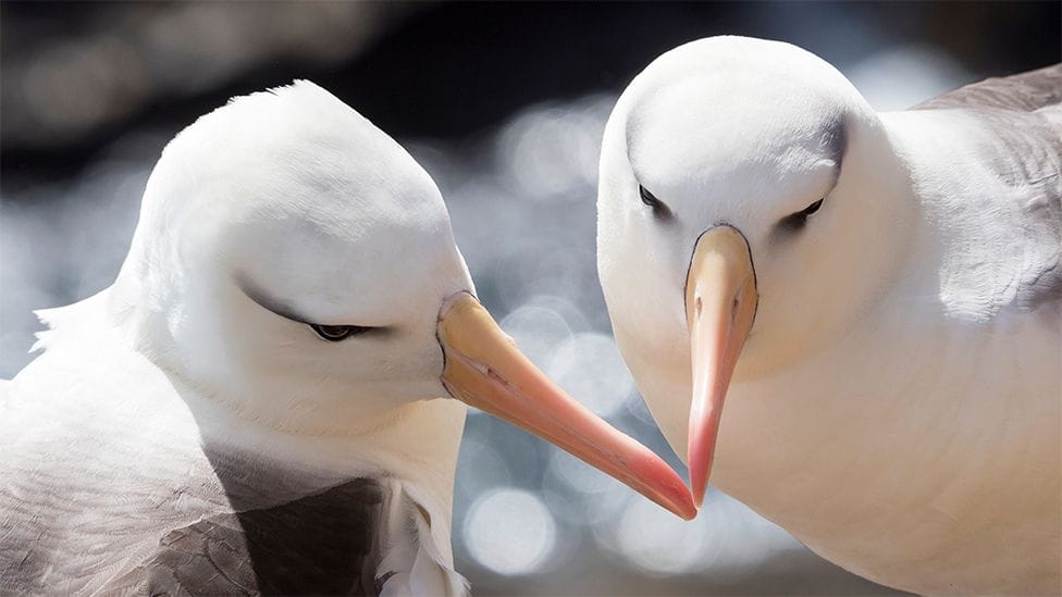 Albatross divorce: A climate change aftermath