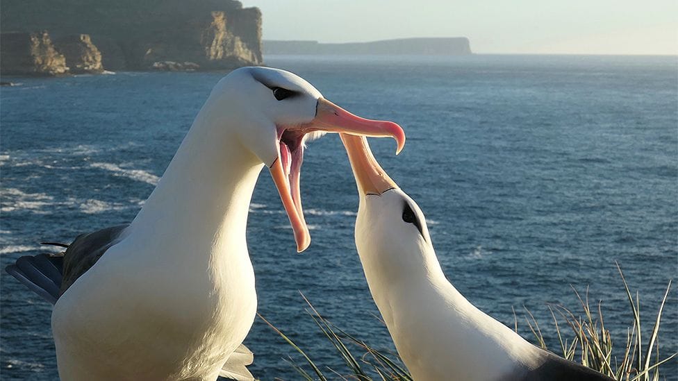 Climate change causing albatross divorce, says study