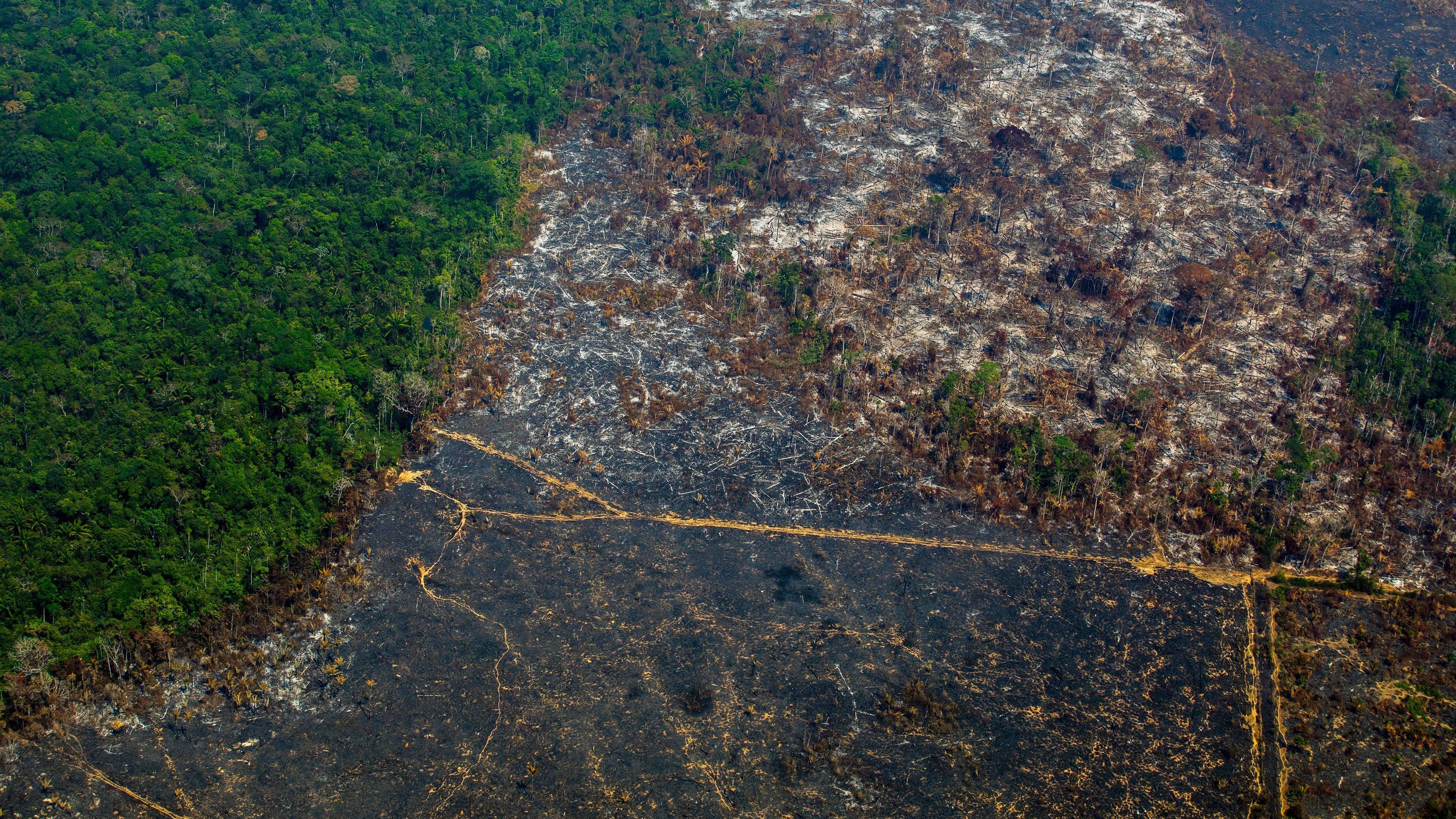 Amazon deforestation rates: Worst levels in 15 years