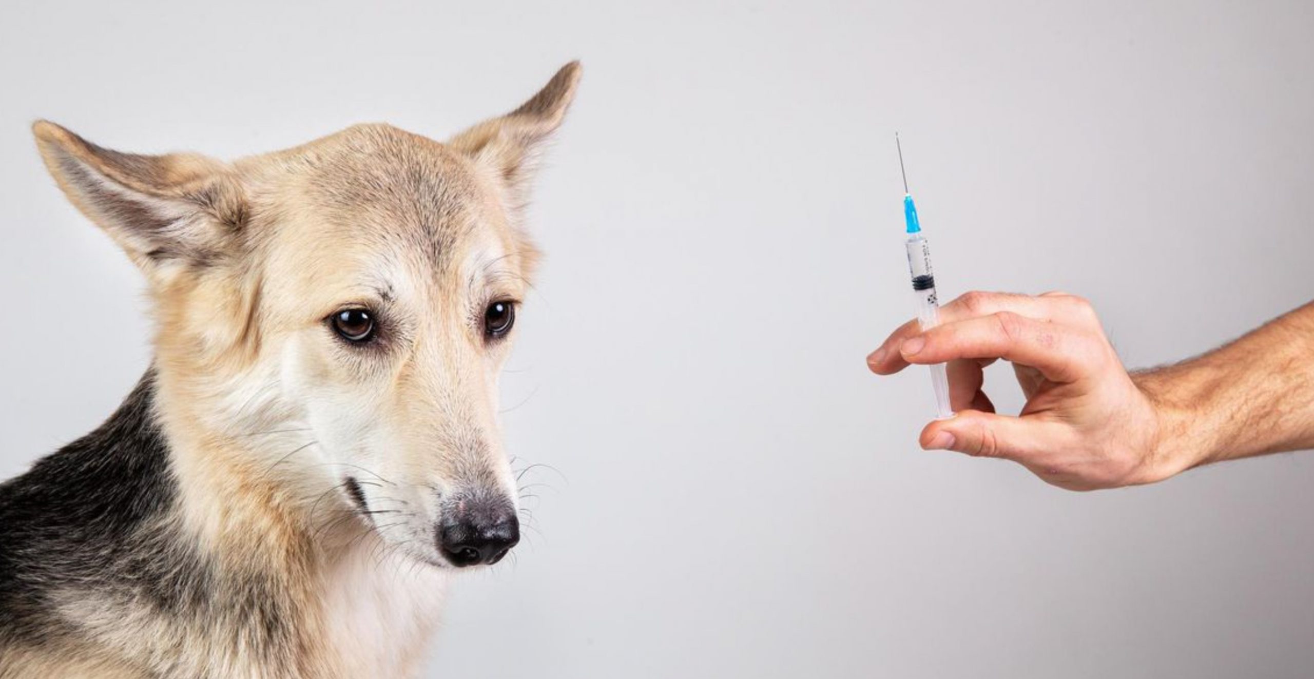 Russia has developed COVID vaccines for animals