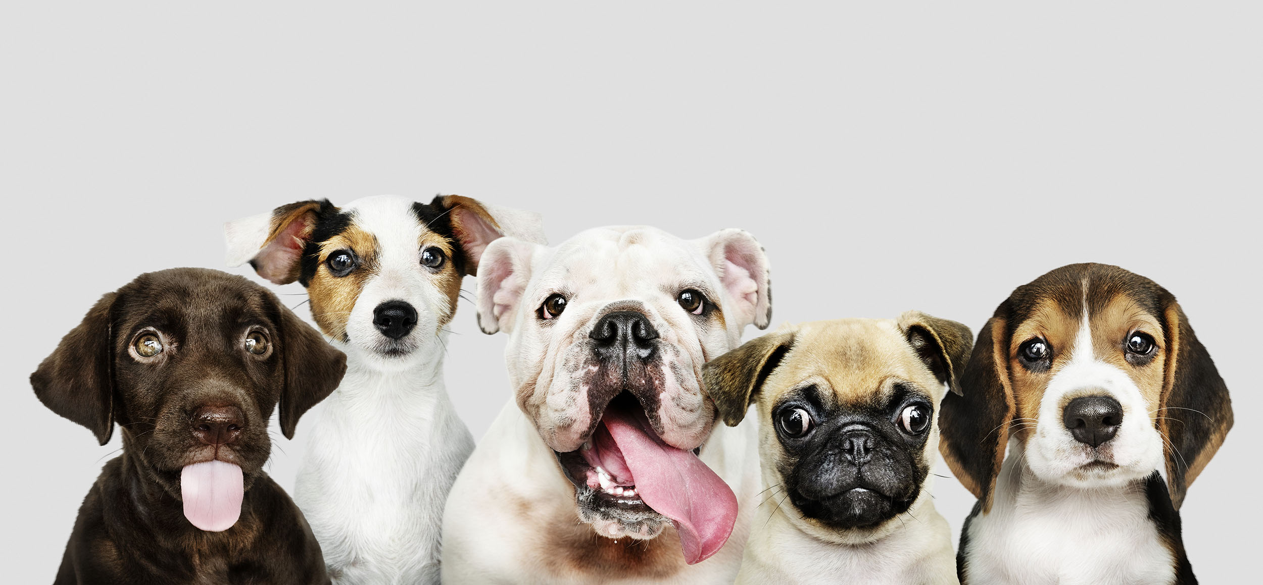 Dog theft has increased during the pandemic: Tips to keep your dog safe