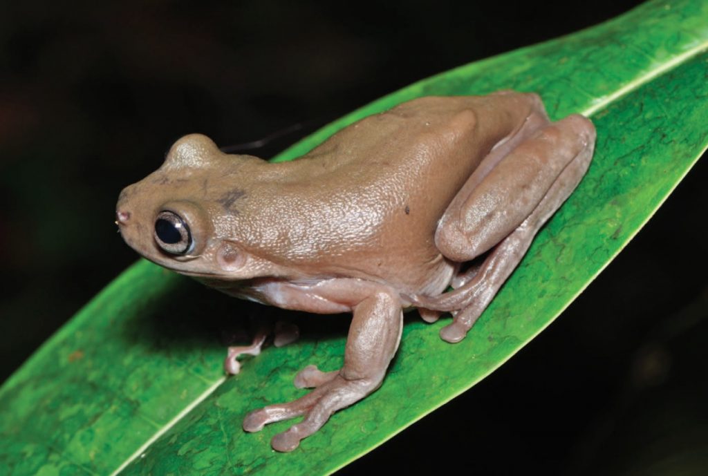 Litoria mira