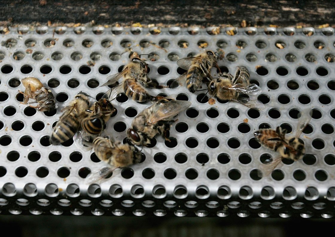 Исследование насекомых. Dead Honeybee. Death to the Honeybees.