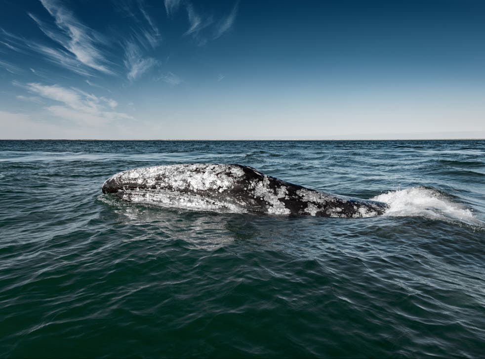 grey whale