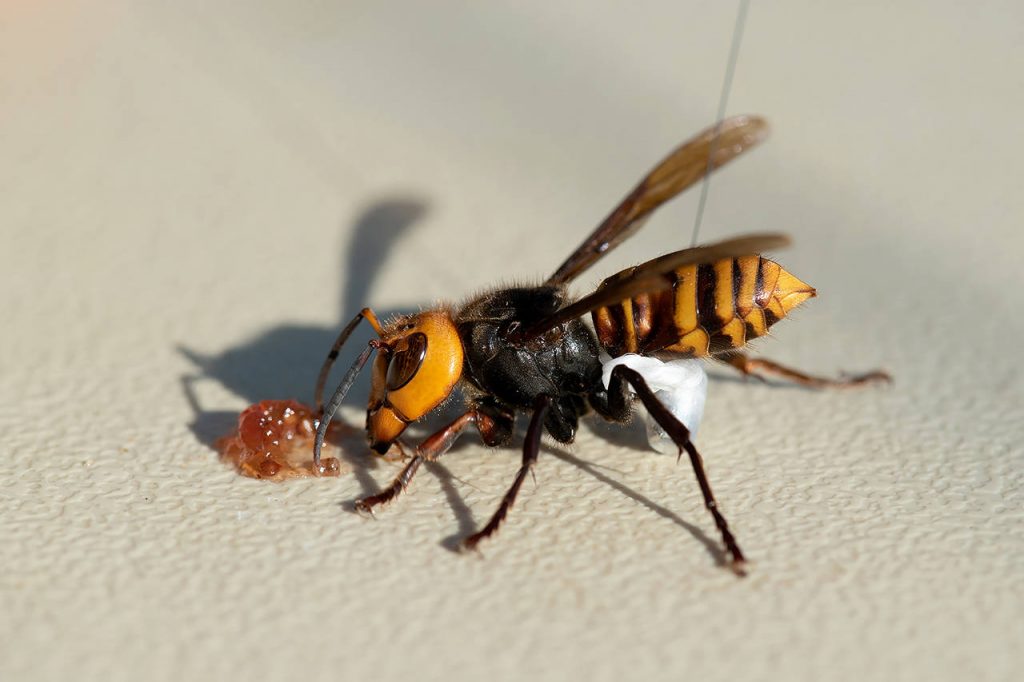 Asian giant hornet sighted