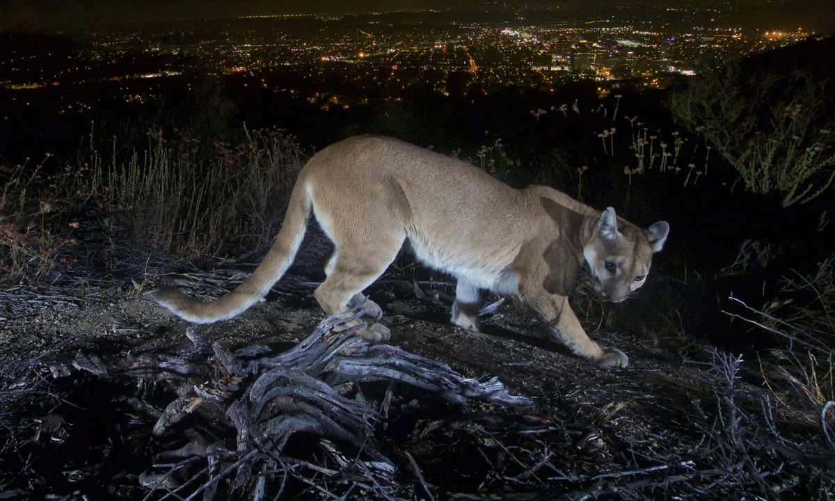 California: Mother fights mountain lion with bare hands to save her son