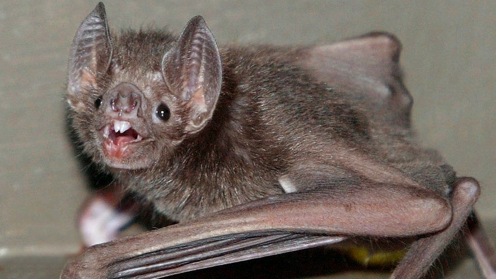 Vampire Bats