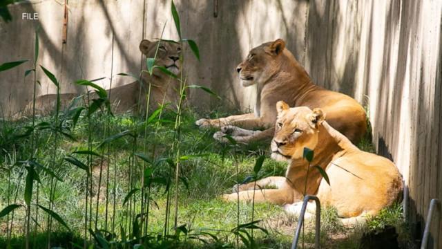 Covid infection at Washington’s National Zoo