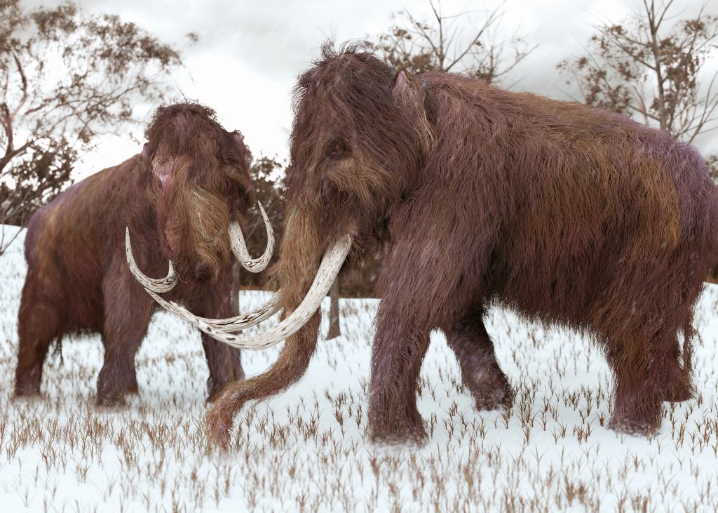 Woolly Mammoth