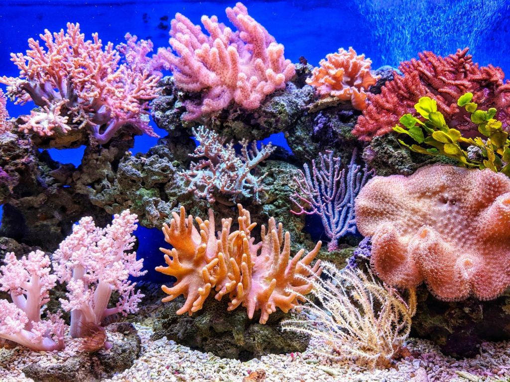 Coral Reef Map