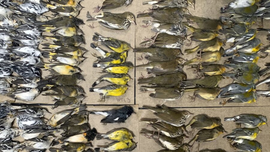 300 migrating songbirds crash into skyscrapers in NYC