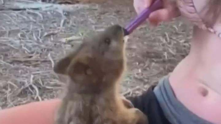 Australian teen forces quokka to vape