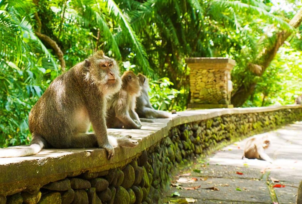 Monkeys in Bali