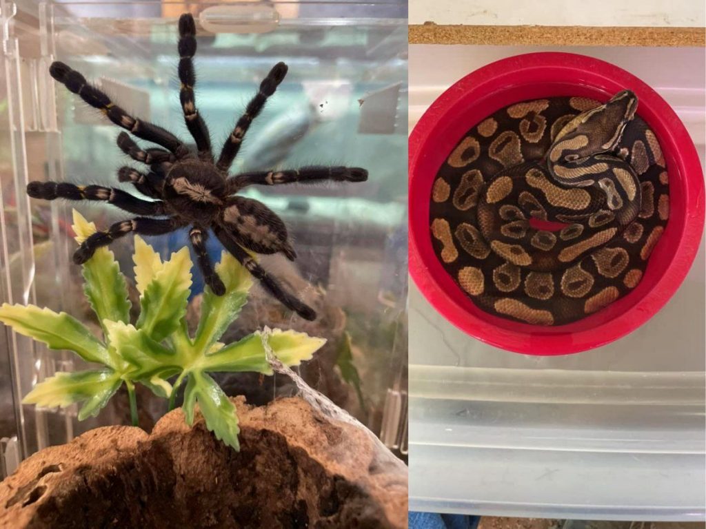 tarantula_python