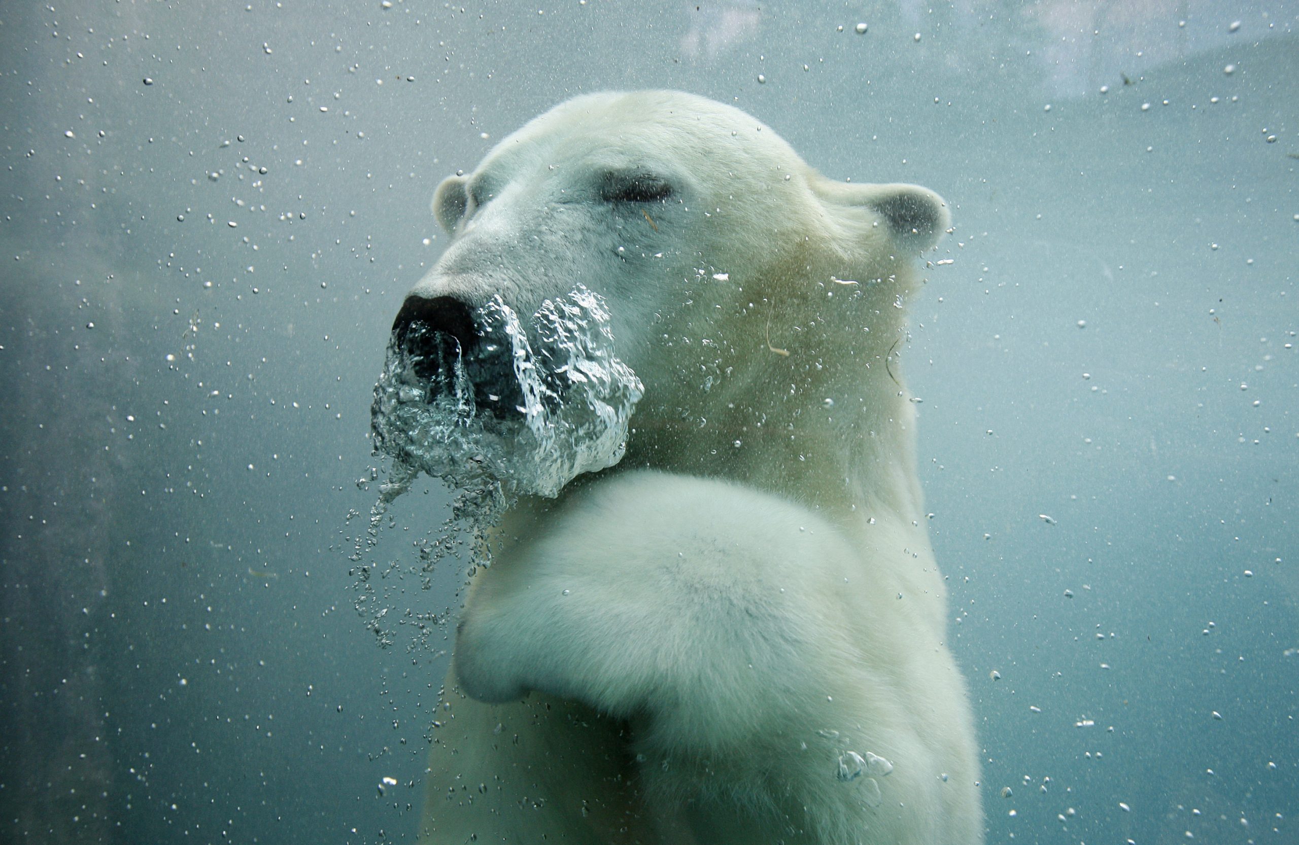 What Is The Arctic Melt? Will Polar Bears Go Extinct By 2100?