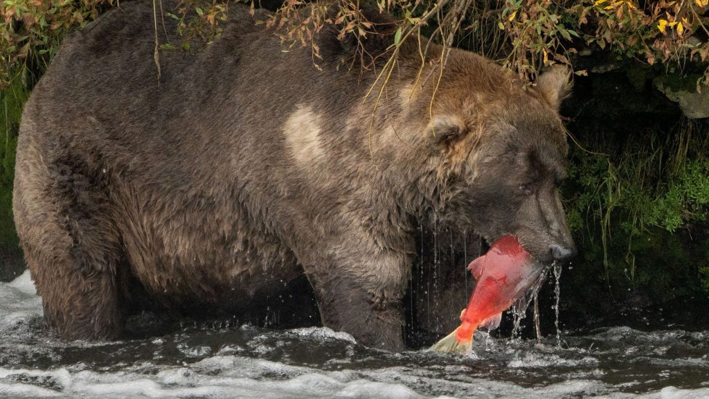 Alaska's fattest beer