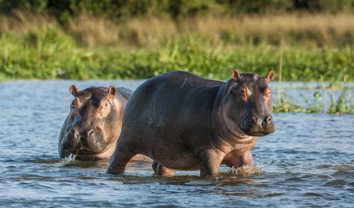 Pablo Escobar Hippo