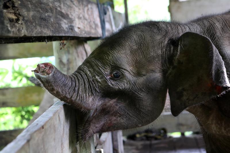 Baby Elephant