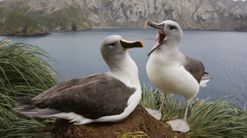 climate-change-reportedly-causing-spike-in-albatross-divorce-rate