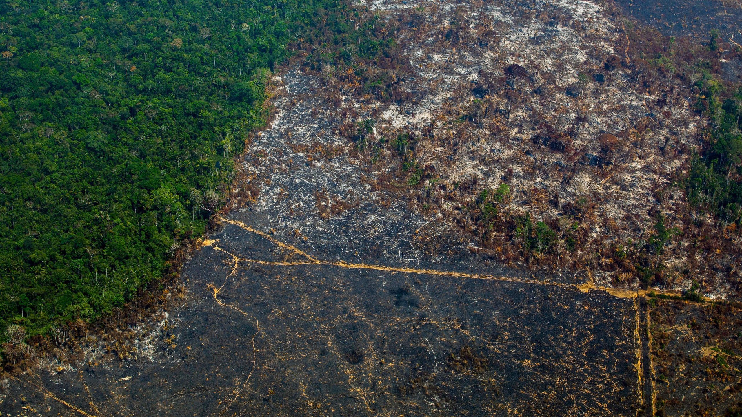 Brazil’s Amazon Deforestation Surges To 15-year High | BreezyScroll