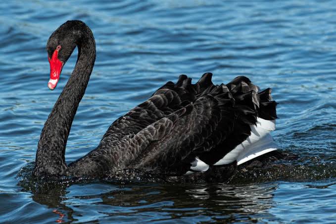 North Korea BlaCK Swan