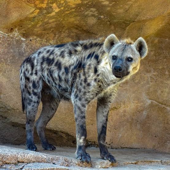 Coronavirus in hyenas