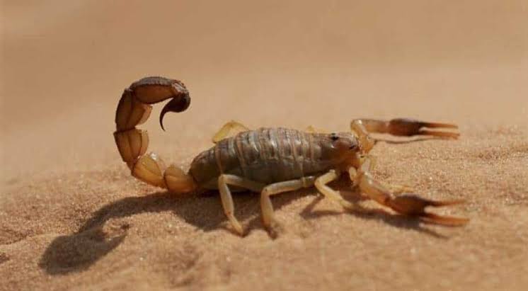 Scorpions sting over 500 people, kill 3 in Egypt's Aswan amid floods