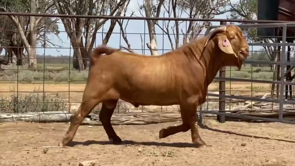 Australian Goat