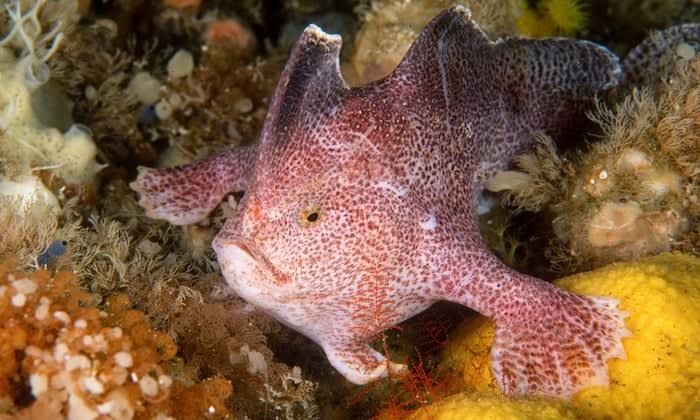 First time in 22 years, rare pink handfish spotted in Tasmania