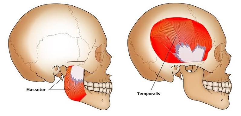 Human Jaw