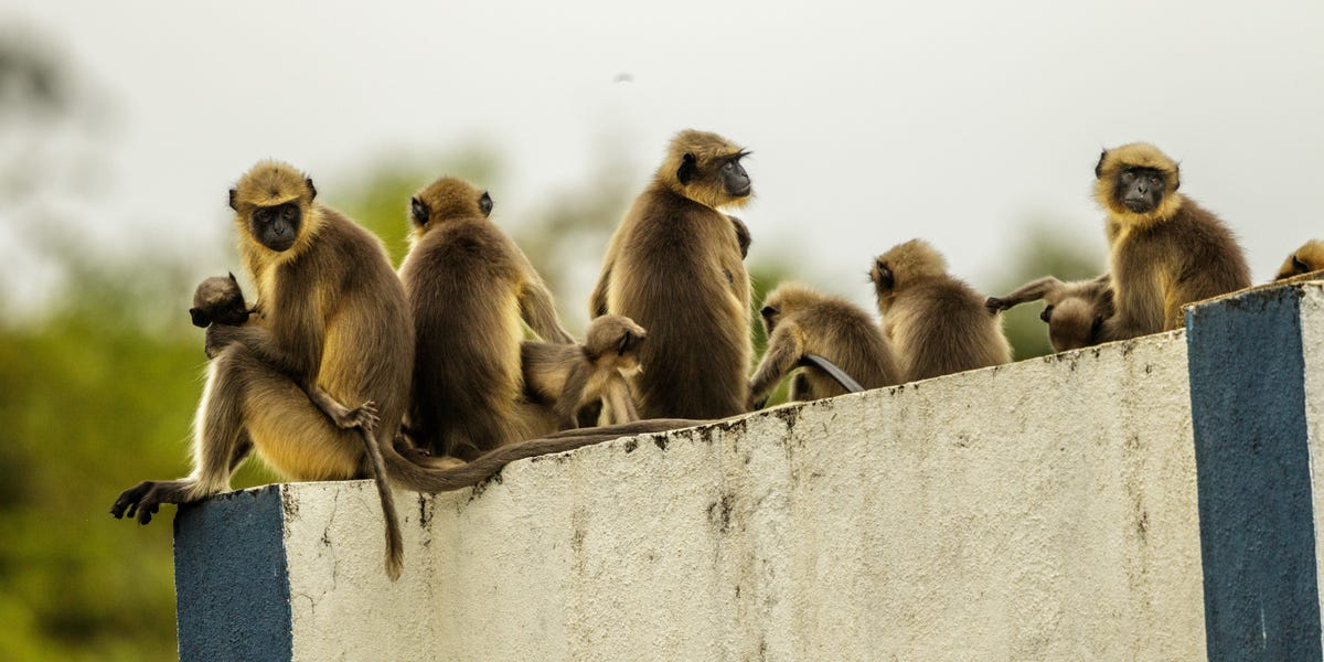 Escaped Lab Monkeys Found, Killed After Truck Crashes In US