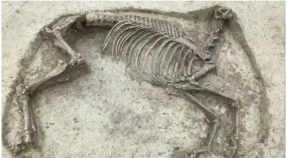 1400-year-old remains of headless horse and rider discovered in Germany