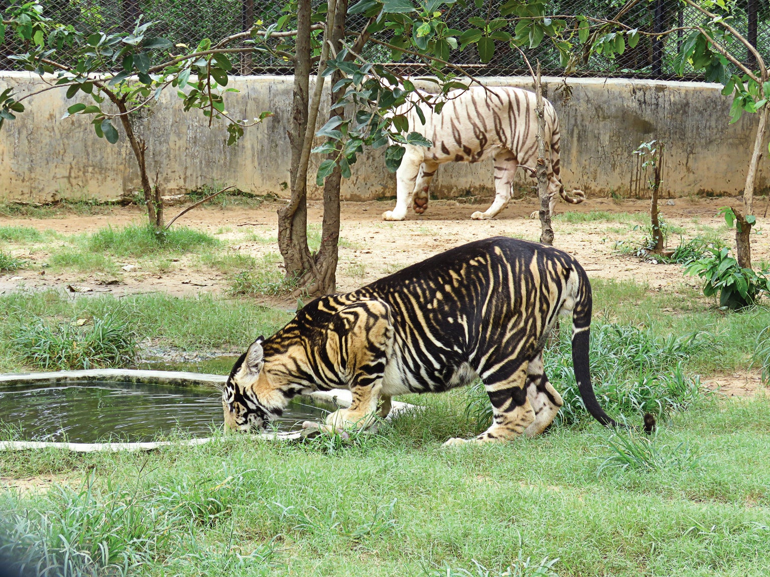 Exquisite Unusual Black Tigers Caught On Camera In India