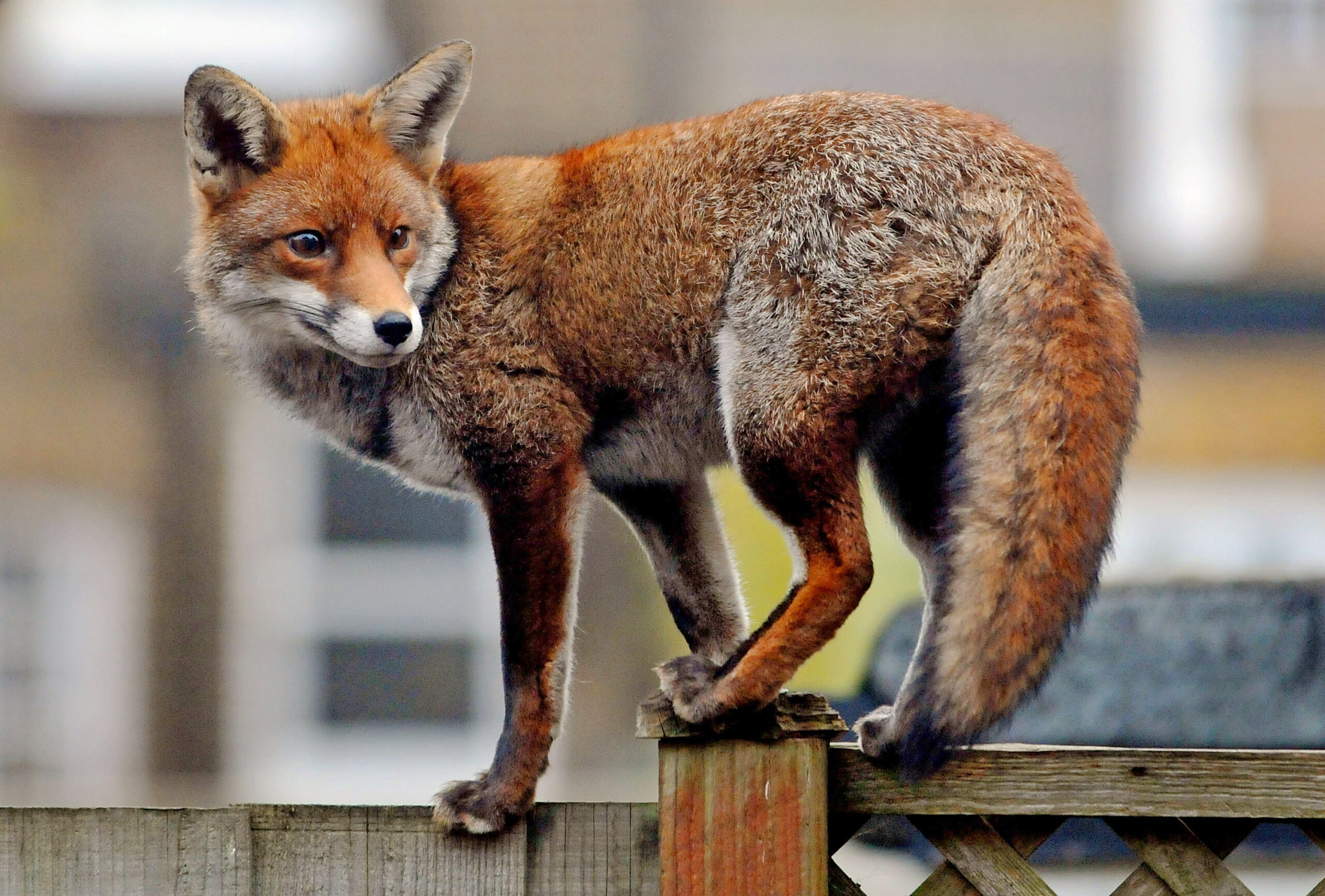 Red fox that bit several at Capitol tests positive for Rabies