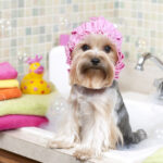 How to groom your dog at home- A few smart tips