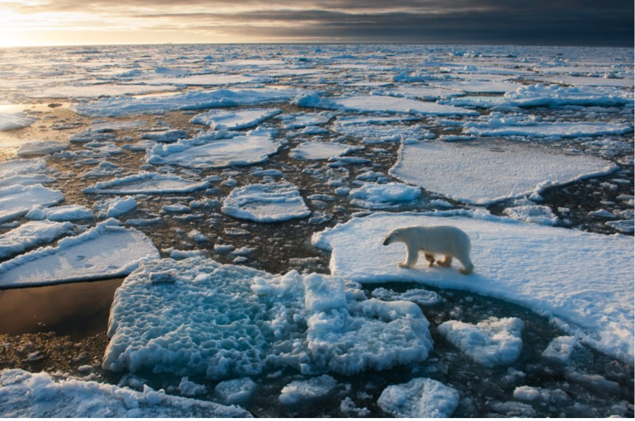 Breezy Explainer: Glacial ice could be a lifeline for polar bears as ice melts
