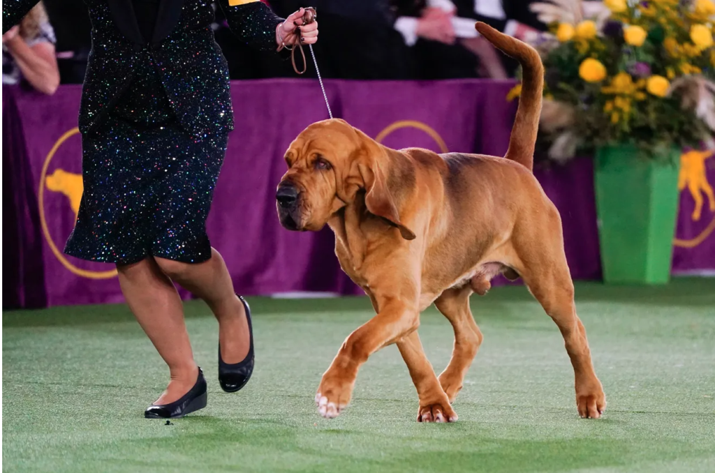 Bloodhound