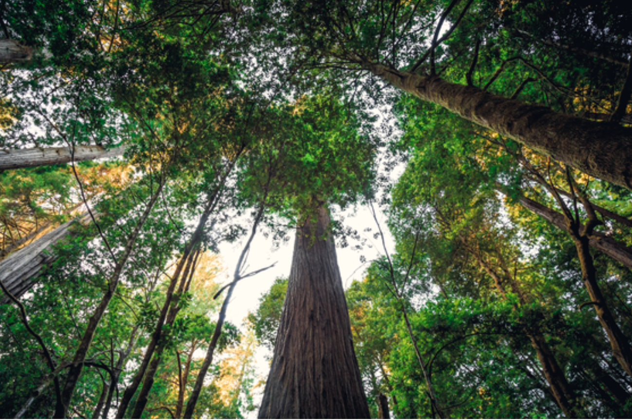 Hyperion: Visitors to the world’s tallest living tree to face a $5,000 fine