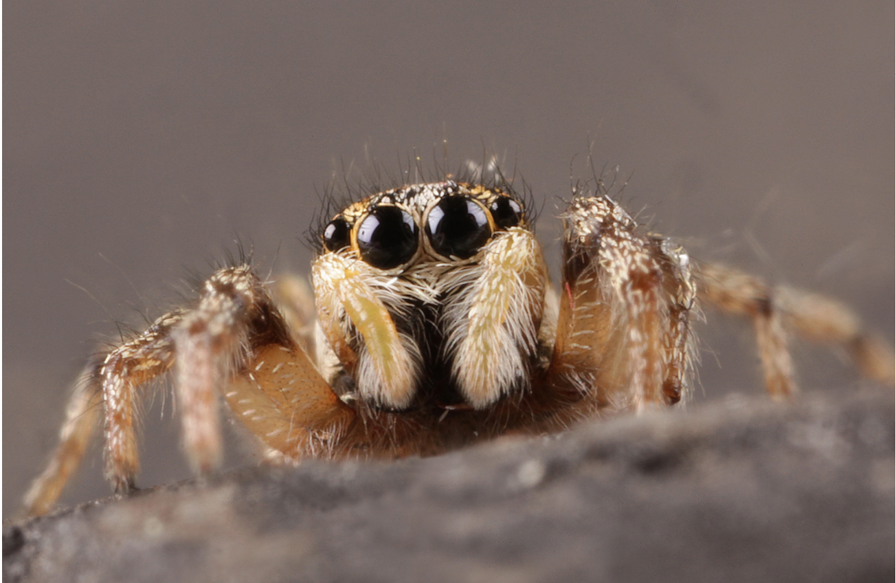 spiders-dream-like-humans-when-they-snooze-study-trendradars