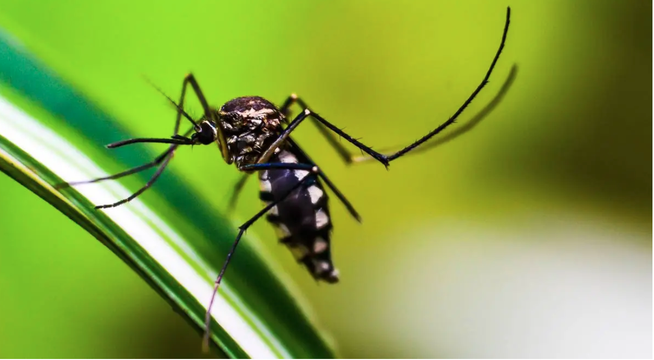 Breezy Explainer All about the West Nile virus in NYC