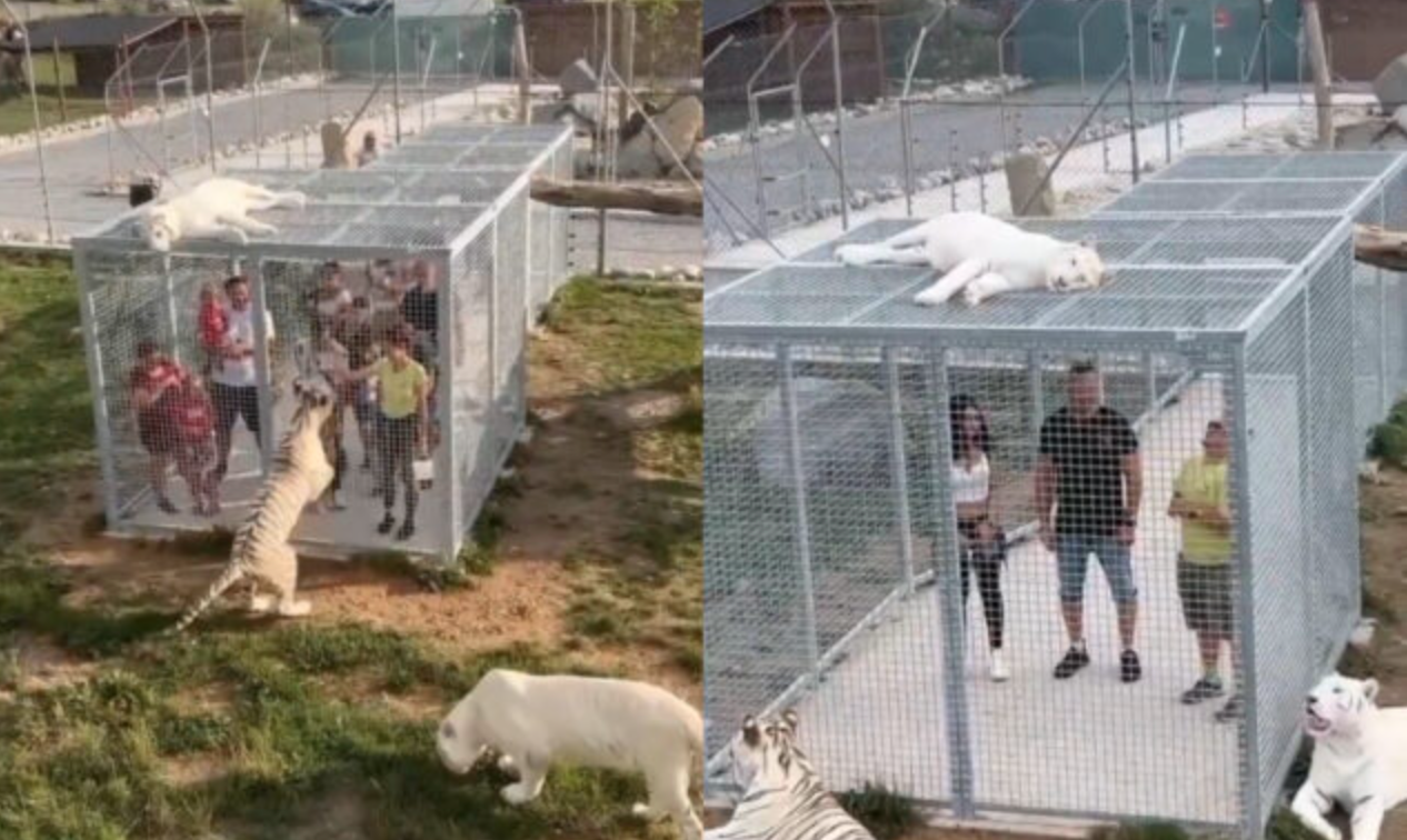 China: Video of a zoo that locks humans in cages instead of animals goes viral