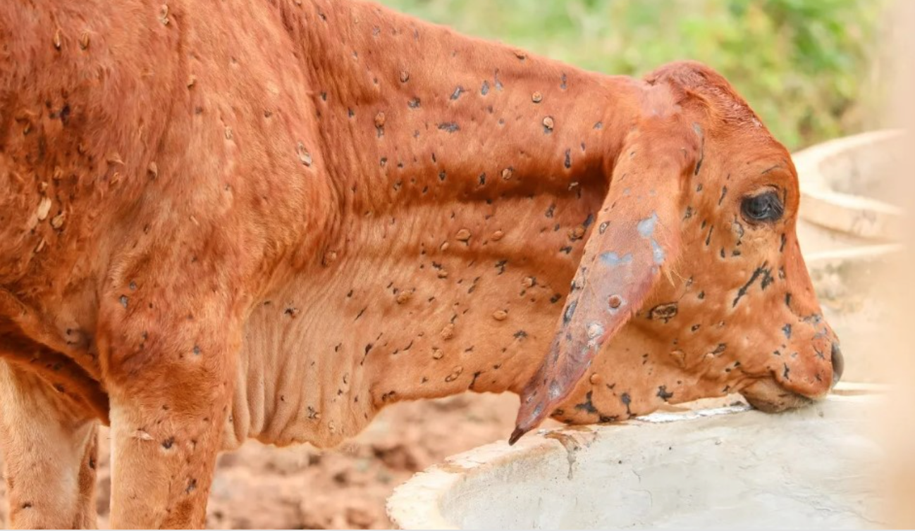 Breezy Explainer What Is Lumpy Skin Disease In Cattle Is It Safe To Consume Dairy Products 7649