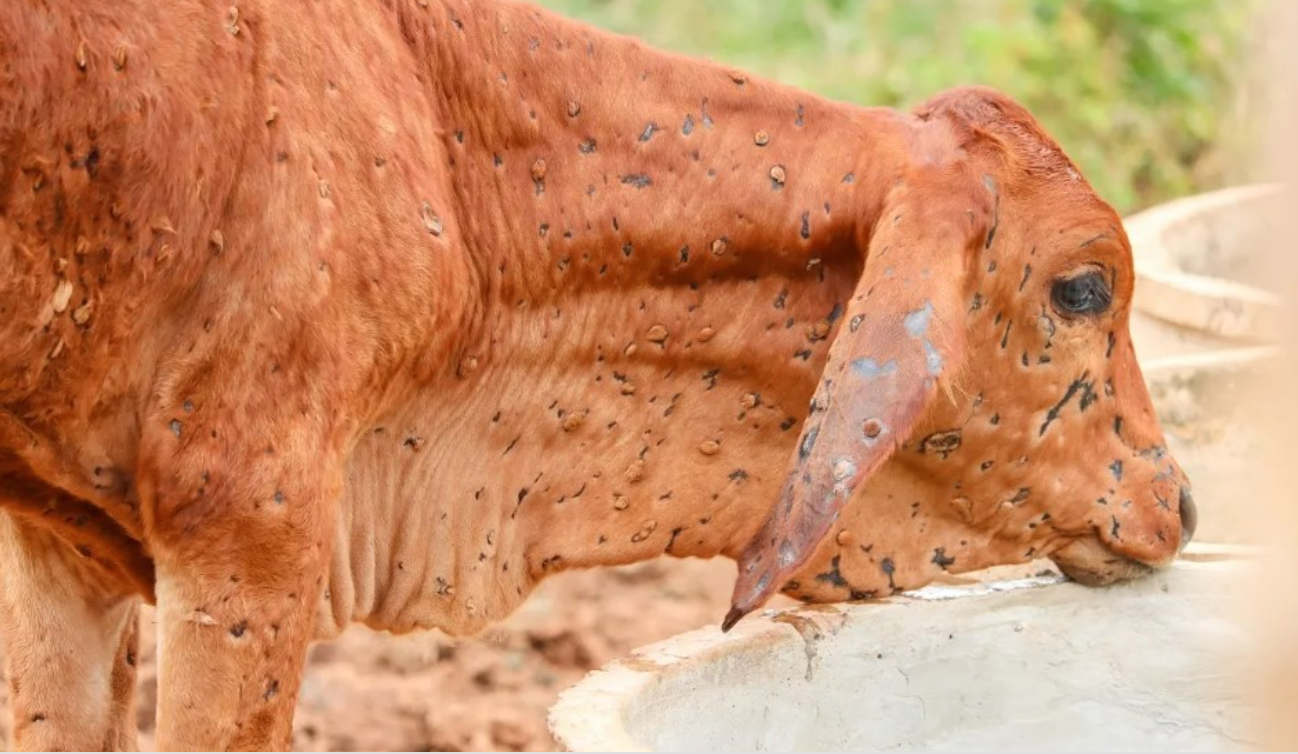 Breezy Explainer What Is Lumpy Skin Disease In Cattle Is It Safe To 