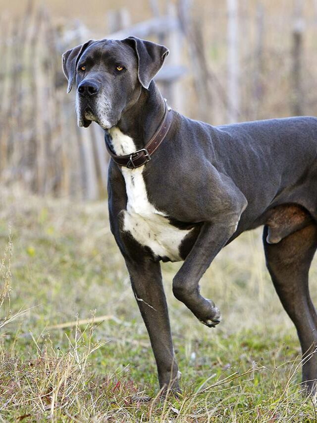 Great Dane Dog Breed - Facts And Personality Traits | - BreezyScroll