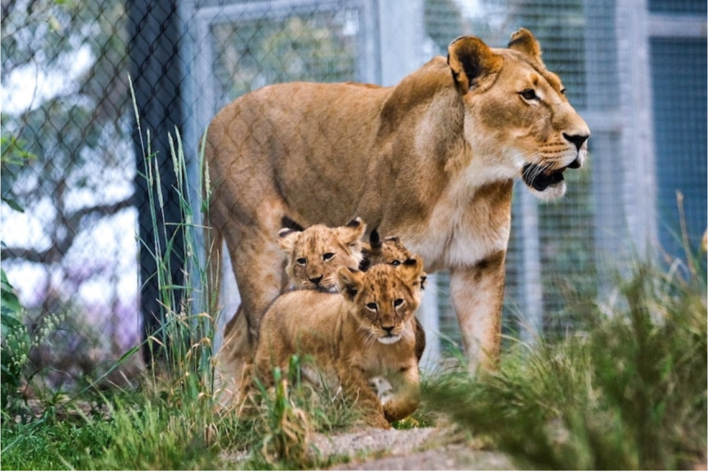 taronga-zoo-five-lions-escape-exhibit-at-sydney-zoo-trendradars