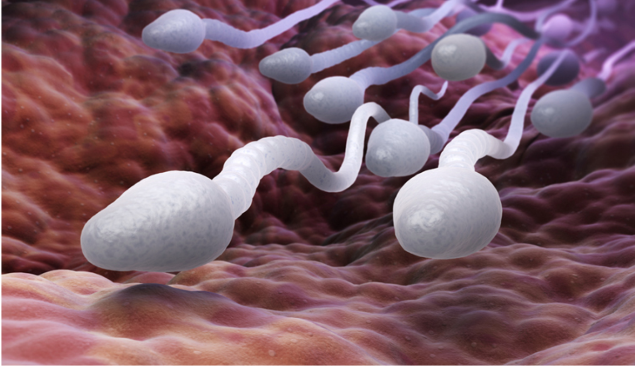 significant-decline-in-sperm-counts-globally-study-what-does-it-mean